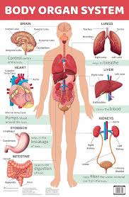 Human body chart